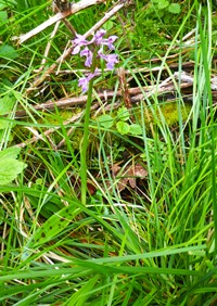 Early purple orchid